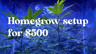 How to set up an indoor weed grow for $500