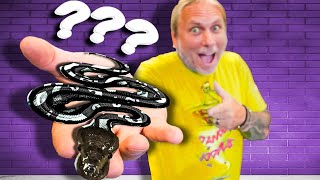 I Spent $10,000 on A Mystery Ball Python by Brian Barczyk