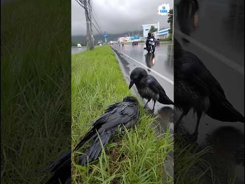 Detective crows | SJ Tamil  #sjtamil #facts #tamil #shorts