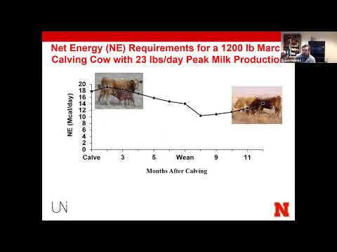 Stretching Forage to Meet Cow Requirements During a Drought