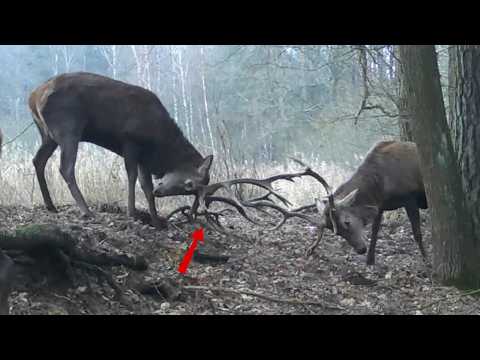 Big bull fight | antlers could fall off at any moment!