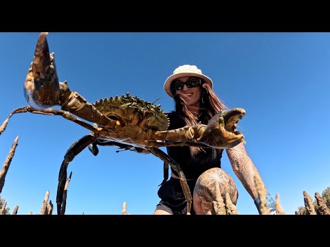 EPIC Solo Mission |  Exploring the Mangrove's for a GIANT Mud Crab & Swimming with my dream animal
