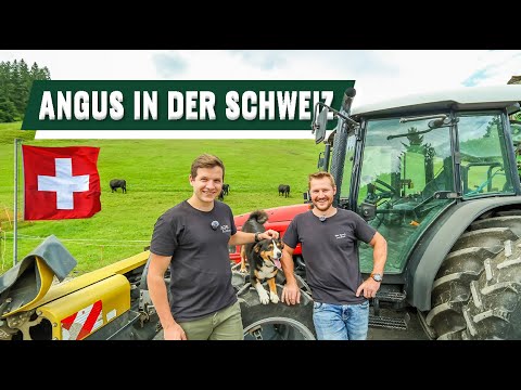 Angus breeding in the Swiss Alps 🐂🇨🇭