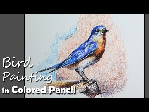 Colored Pencil Painting Eastern bluebird | step by step