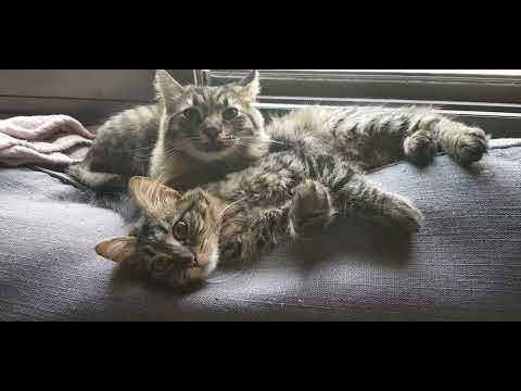 Cashew and Albany are in love