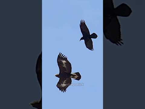 The Story of Eagle and Crow #shorts