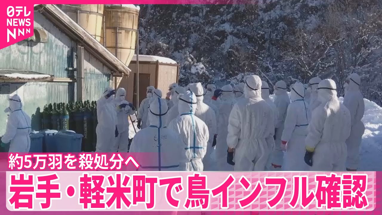 【約5万羽を殺処分へ】岩手・軽米町の養鶏場で鳥インフル