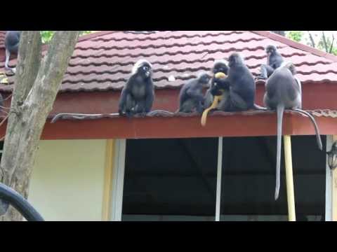 Monkeys @ Mutiara Burau Bay Beach Resort, Pulau Langkawi, Malaysia