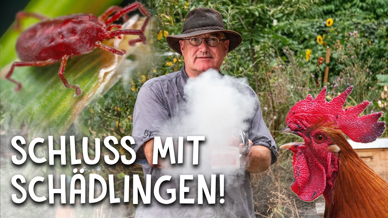 Hühner halten Video 4
