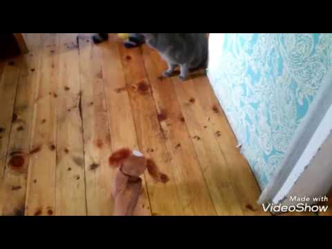 Игрушечная собака ходит и поет