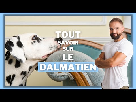 download lagu mp3 mp4 Dalmatien Elevage, download lagu Dalmatien Elevage gratis, unduh video klip Dalmatien Elevage