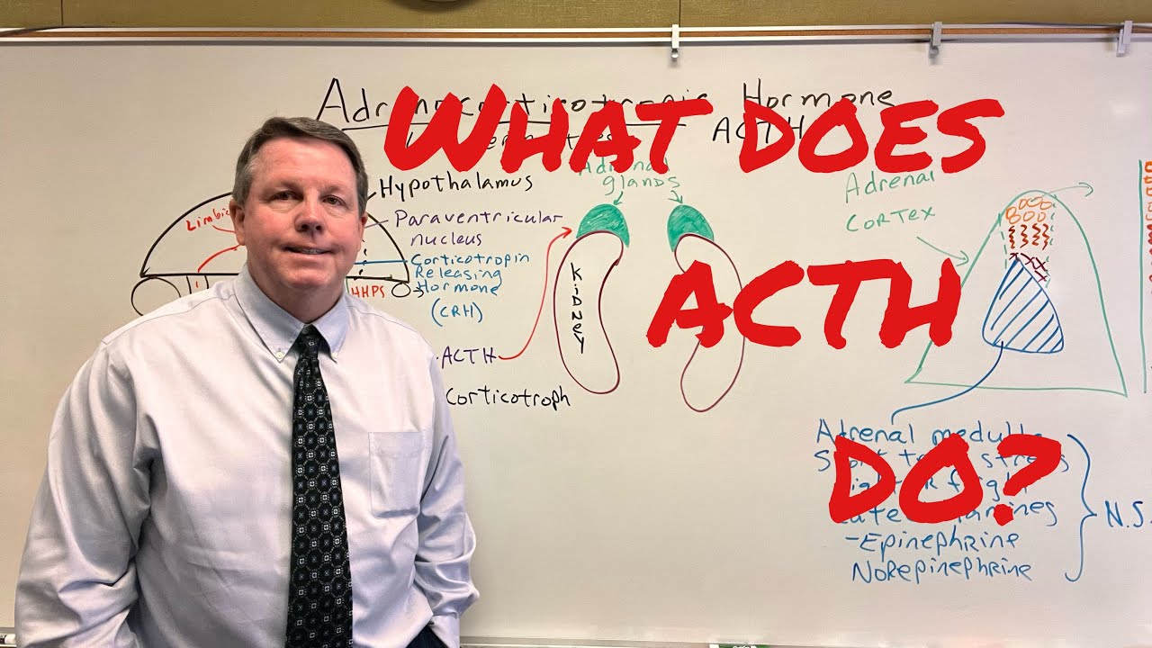 What Does ACTH Do