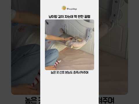 냥이와 가까워지는 방법