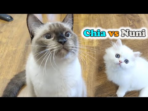 Persian Kitten vs Siamese Cat | Which Cat Plays Better?