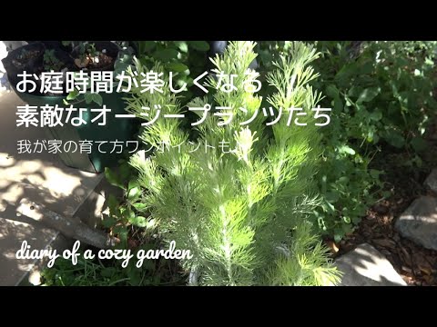 園芸 キャンディブッシュ