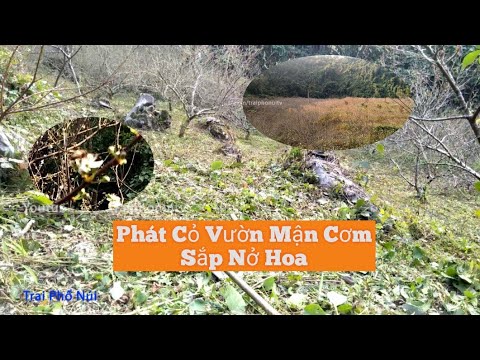 Phát Cỏ Vườn Mận Cơm Trước Khi Nở Hoa | Trai Phố Núi