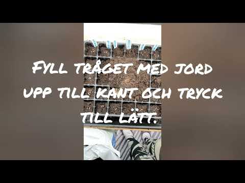 Kallså dina luktärtor!