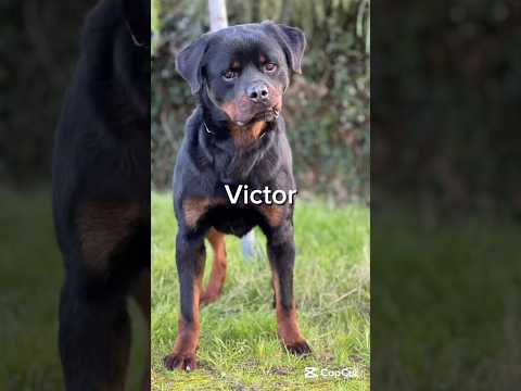 Regalo VICTOR SPLENDIDO GIOVANE ROTTWEILER CERCA ADOZIONE