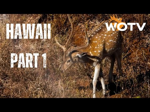 Axis Deer on Molokai — Hawaii