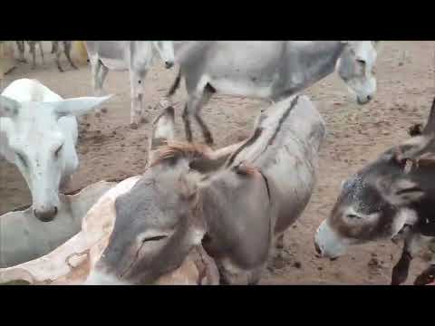עשרות סוסים, חמורים וכלבים הוחזקו בתת תנאים (וידאו)