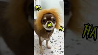 A LOIRA DO BANHEIRO  #pets #cachorro #cachorrosdivertidos