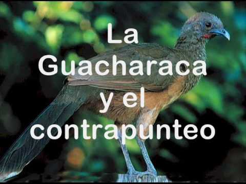 La Guacharaca y el Contrapunteo.  Fernando Rivas Mejias y Pedro Unshem. Aves de Venezuela