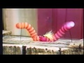 Slimey And Glo Worm Kissing