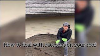 How we keep raccoons off of your roof!