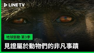 預告：見證屬於動物們的非凡事蹟【字幕】
