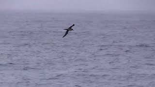 Albatros fuligineux Observation
