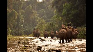 Action score No.31 - Animal Alert  (Film Music,Television Music,Soundtrack,Documentary Music)