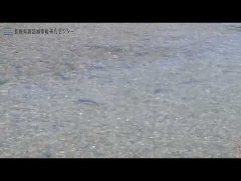 ニゴイの産卵の様子