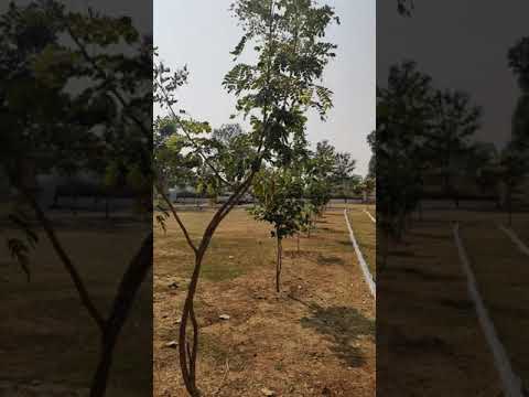 nazira nation sanctury