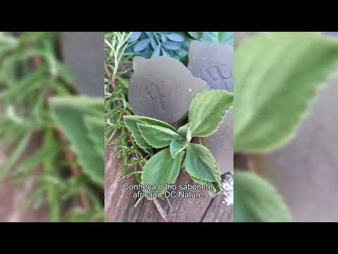 Kit Trio   Sabonete Africano de Limpeza Espiritual