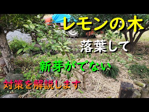 レモンの木は葉を落としていますか?これらが原因です 植物