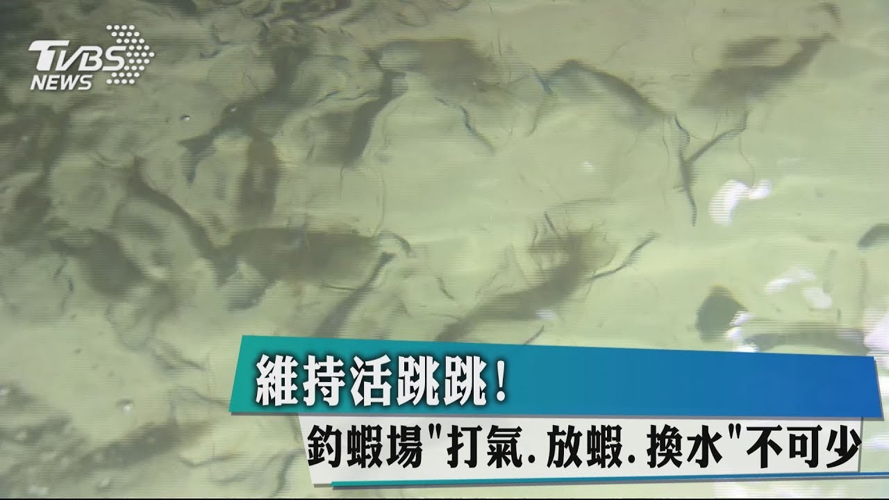 維持活跳跳! 釣蝦場「打氣、放蝦、換水」不可少
