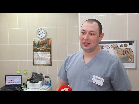 В Гомеле впервые провели операцию по протезированию конечности домашнему питомцу видео