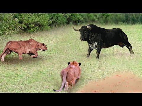 ¡Los Animales Se Metieron Con El Oponente Equivocado!