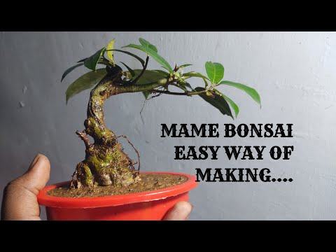 , title : 'How to make ficus tree mame bonsai. easy way of making mame bonsai. full updated video'