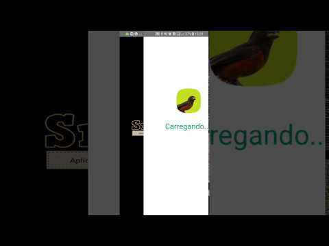 Curió Campeão Video