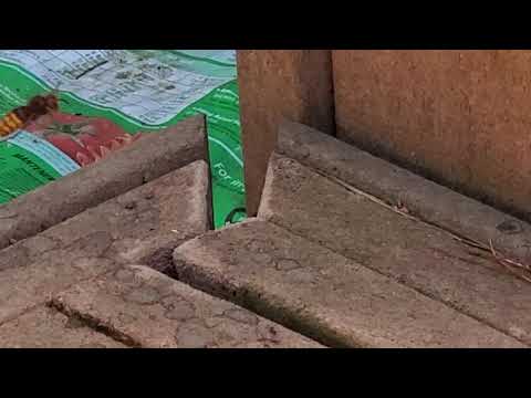 Mother Load of European Hornets in Colts Neck, NJ