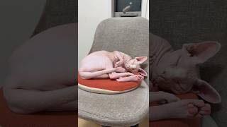ママと寝るのを待つ猫アレクサンドラ【スフィンクス】