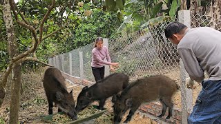 Buy wild boar breeds to raise.  Build and expand wild boar farms. (Ep 250 )