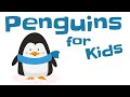 Penguins for Kids