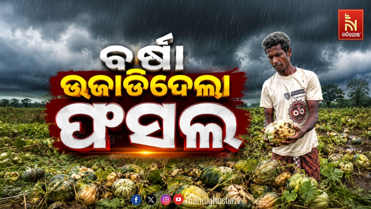 🔴Live | ବର୍ଷା ଉଜାଡ଼ିଦେଲା ଫସଲ | NandighoshaTV