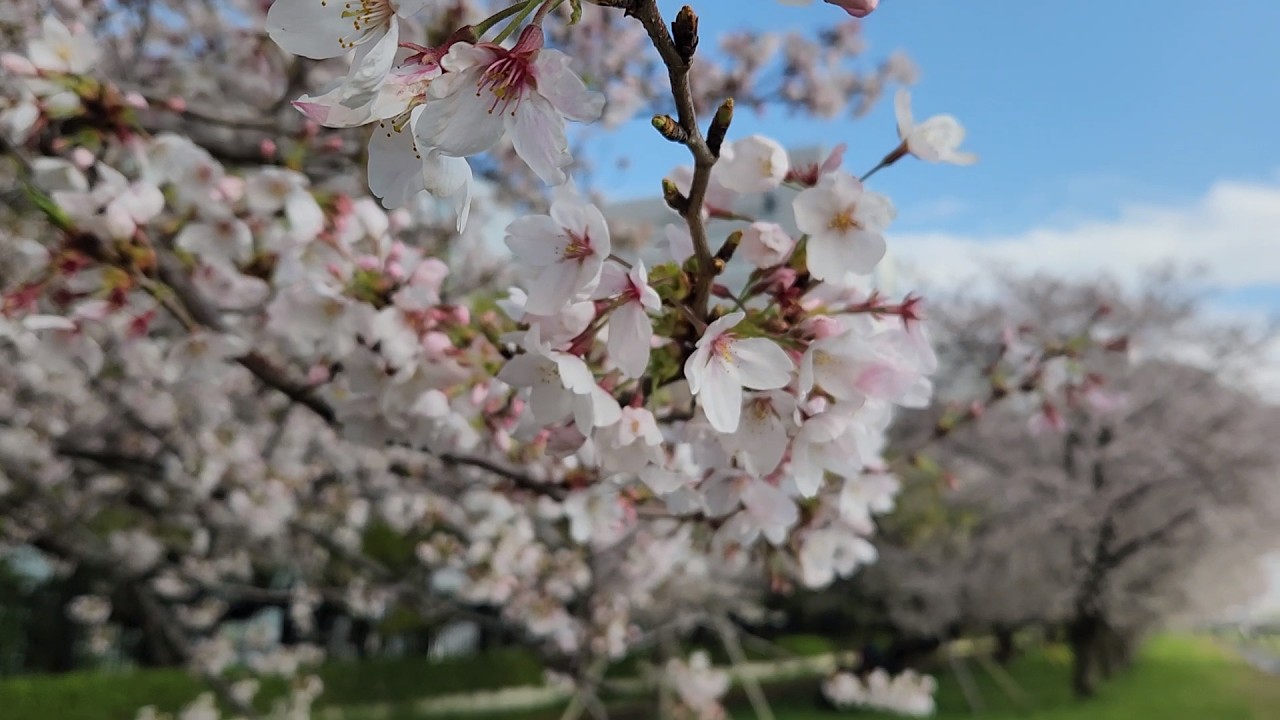 都内のおすすめお花見スポット 多摩川の桜4月2日現在見頃です