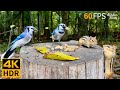 Cat TV for Cats to Watch 😺 Endless Squirrels and Birds 🐿 8 Hours 4K HDR 60FPS