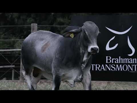 17 Leilao Brahman Transmontana Erural