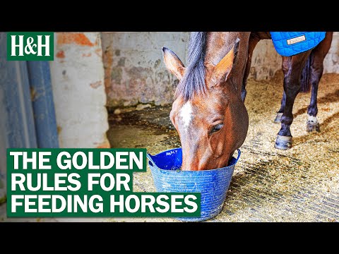The 7 Golden Rules Of Feeding Horses