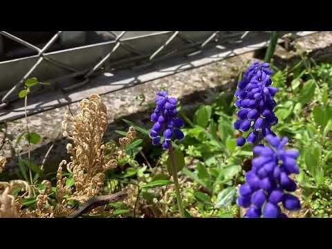 園芸 ムスカリ、赤ネギ、ニンニク、ヘアリーグレープヒヤシンス